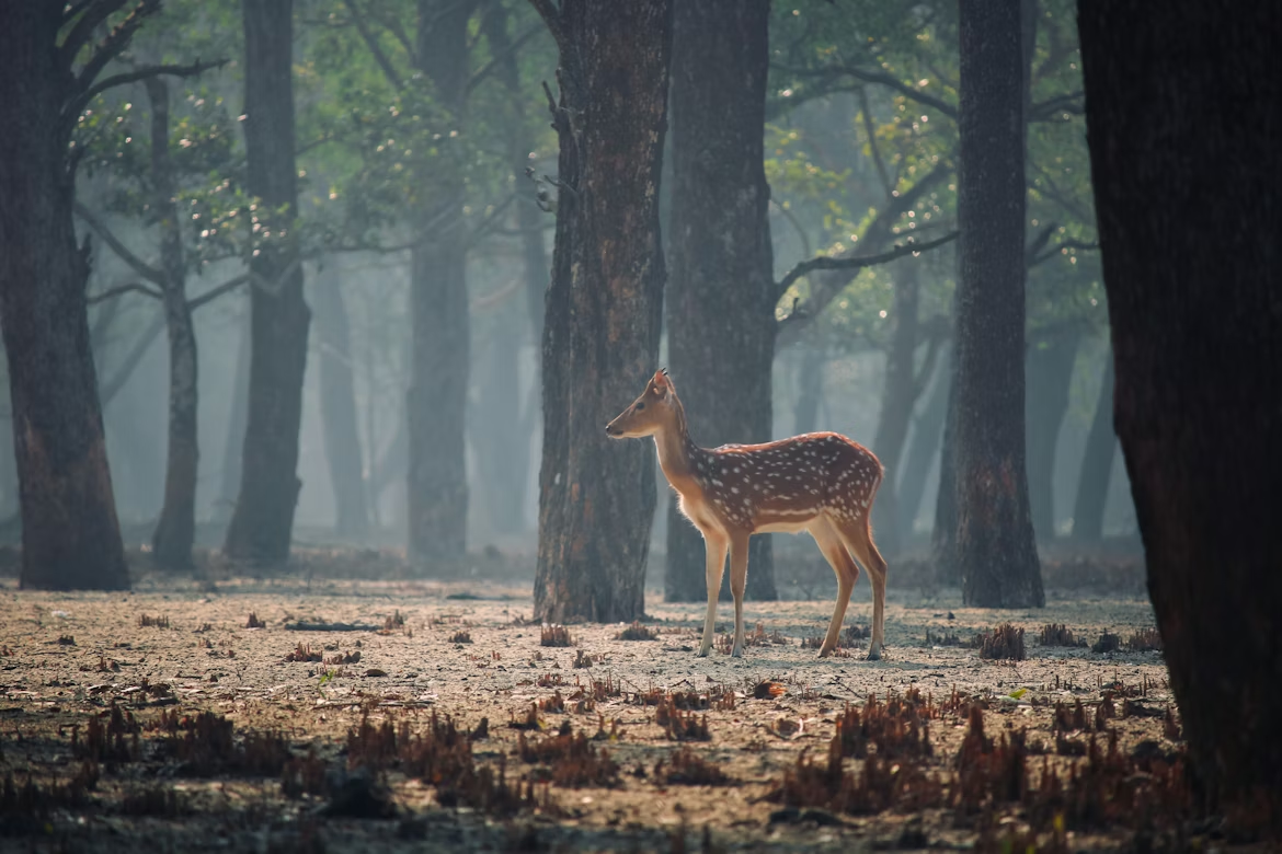 Bengal landscape